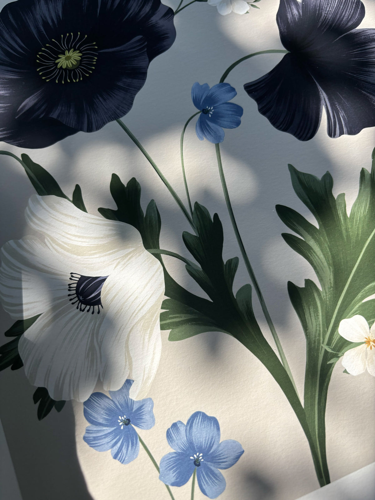 Midnight Poppy